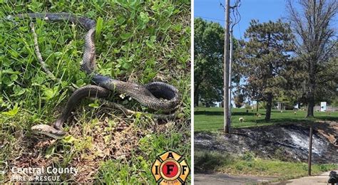 Snake Receives '12,000 Volts Shock' After Crawling Into Electrica